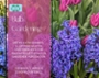 Bulb Gardening